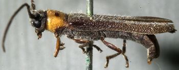 Media type: image;   Entomology 7253 Aspect: habitus lateral view